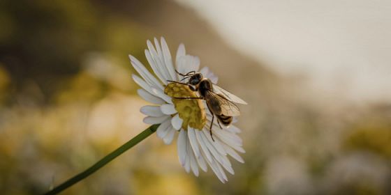Piante e impollinatori: una squadra vincente per la biodiversità