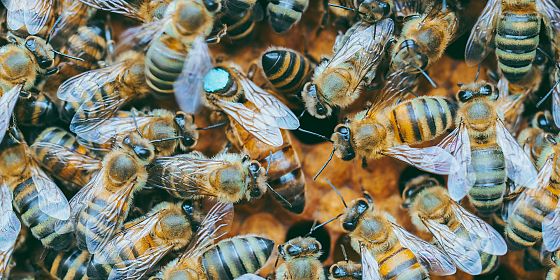 Cineforum “Honeyland. Il regno delle api”
