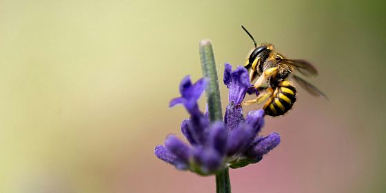 UniTo per World bee day. Proiezione Honeyland