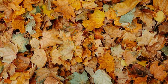 Voci di sabbia e foglie, installazione sonora e visiva