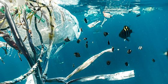Microplastiche sotto la lente