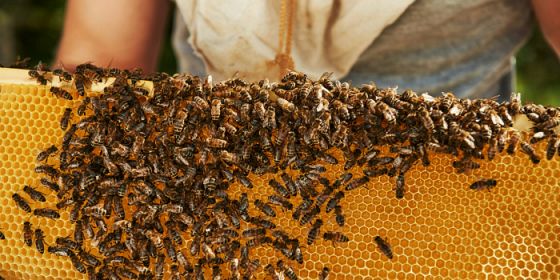 Proiezione del film Honeyland