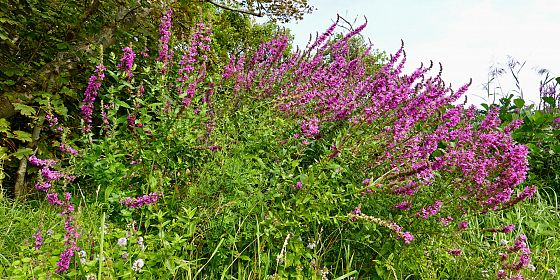 Laboratorio di raccolta e cucina con “scarti” vegetali