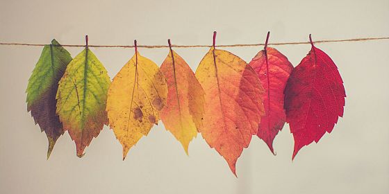 Le quattro stagioni, fiori, foglie e materiale di recupero
