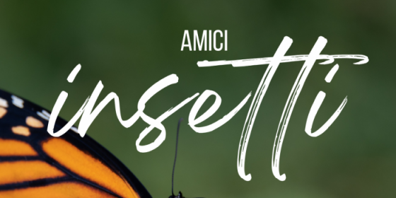 Amici insetti