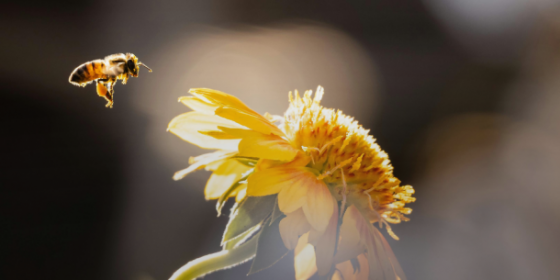 Piante e impollinatori: una squadra vincente per la biodiversità