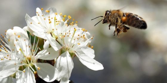 Biodiversità in fiore. Le api: eccezionali bioindicatori della qualità ambientale