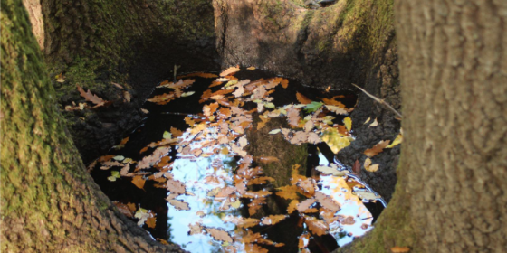 L’ecosistema bosco e l’albero habitat