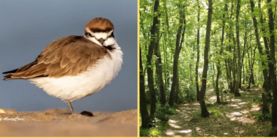 Dalle dune ai boschi: il valore della biodiversità delle aree protette metropoli
