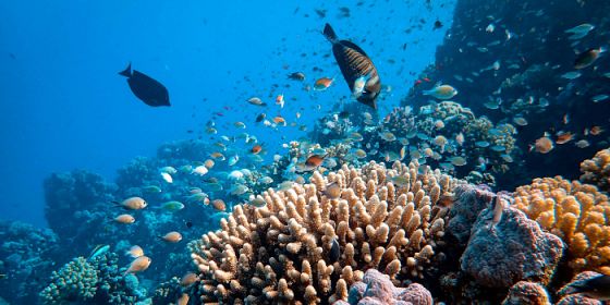 Blue grand tour show - I guardiani del mare, alla scoperta della biodiversità marina e della sua tutela