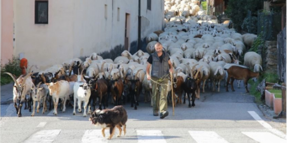 Il cammino che ritorna. Racconto della transumanza in Piemonte