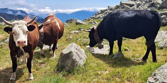 La valorizzazione dei paesaggi storici e delle pratiche agricole tradizionali per lo sviluppo sostenibile dei territori rurali e montani