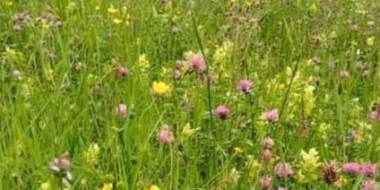 La biodiversità e il valore foraggero dei prati stabili