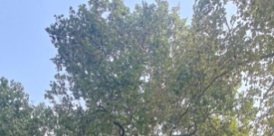 Passeggiata alla scoperta dei nuovi alberi monumentali di Correggio: platano e tasso